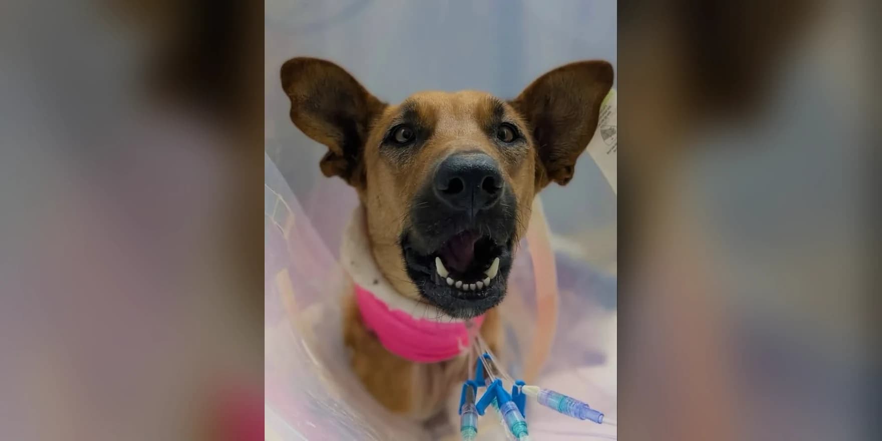 Congratulations, Birdie! What a Wound Vac Shortage Teaches Vet Hospitals About Inventory