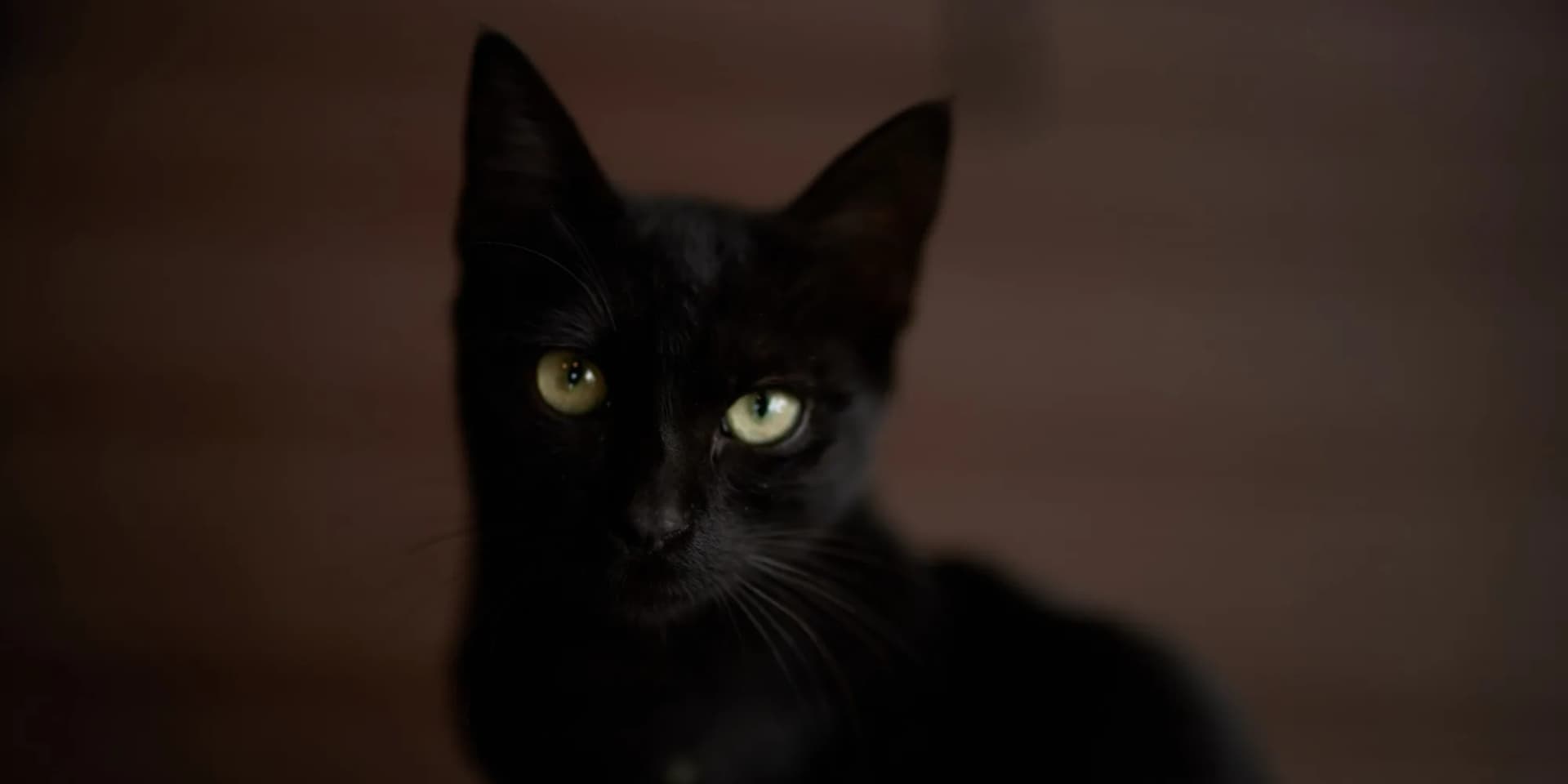 Black kitten with green eyes looking straight at the camera against a dark background